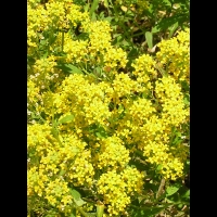 Alyssum Bertolonii (fam Cruciferes) (Est de l'Europe meridionale) (11)